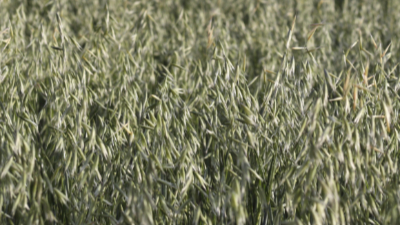 Enlace a los productos de agricultura de Toldos Pastor